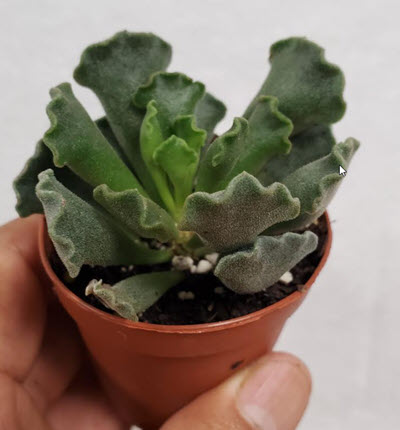 2" Adromischus Cristanthus Crinkle Leaf